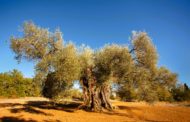 L'Olivera Mil·lenària de Sant Jordi (Territori Sénia), Millor Olivera Monumental d'Espanya 2025