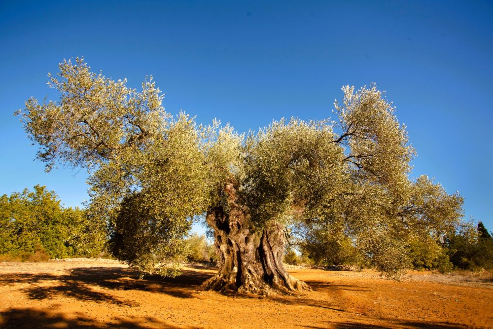 L'Olivera Mil·lenària de Sant Jordi (Territori Sénia), Millor Olivera Monumental d'Espanya 2025