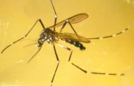Sanitat convoca ajudes per a combatre el mosquit tigre i altres vectors de rellevància en salut pública