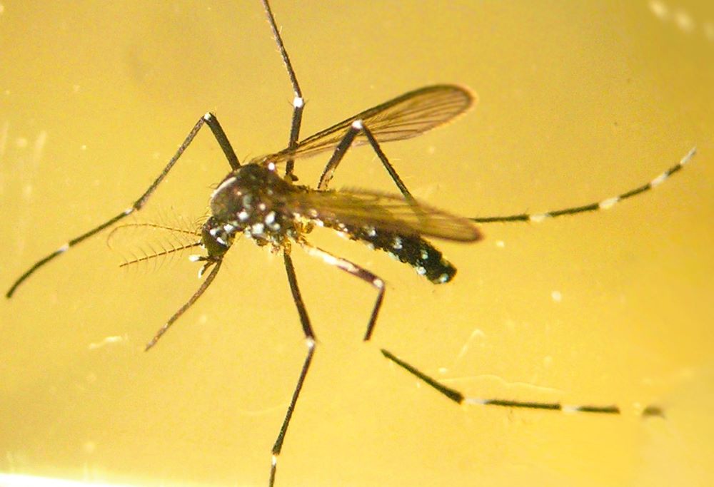 Sanitat convoca ajudes per a combatre el mosquit tigre i altres vectors de rellevància en salut pública