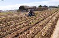 AVA-ASAJA denuncia que el preu de la creïlla cau a la mitat al camp i es multiplica per 7 al supermercat