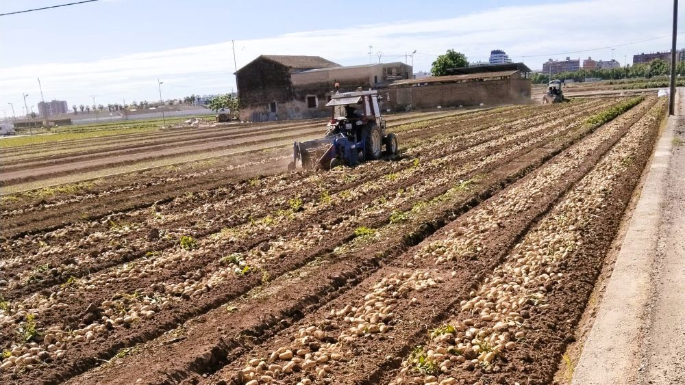 AVA-ASAJA denuncia que el preu de la creïlla cau a la mitat al camp i es multiplica per 7 al supermercat