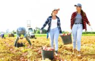 Benihort inicia la campanya estiuenca amb hortalisses de proximitat d'excel·lent qualitat
