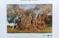 Exposició fotogràfica de les oliveres mil·lenàries Territori Sénia a la Fira del Llibre de Madrid