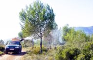 Medi Ambient intensifica la vigilància de plagues forestals provocades per insectes perforadors