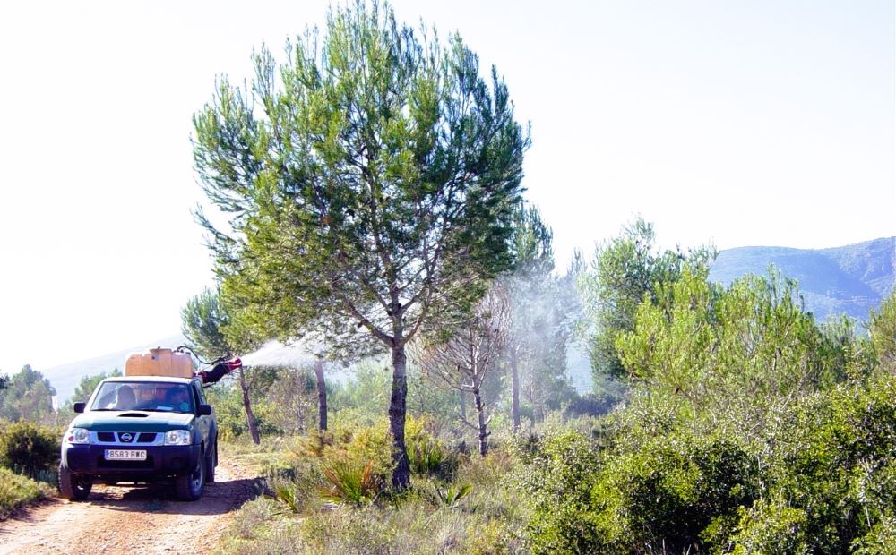Medi Ambient intensifica la vigilància de plagues forestals provocades per insectes perforadors