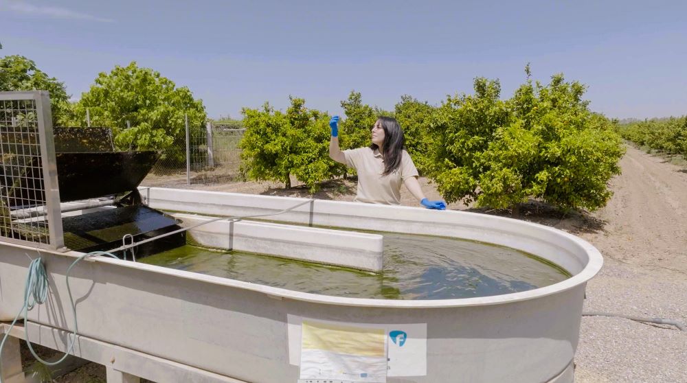 AVA-ASAJA alimenta microalgues amb suc de taronja per a revaloritzar cítrics descartats