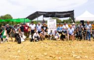 Ares del Maestrat reunix l'elit del pasturatge en el XVIII Concurs de gossos de rabera