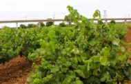 Agricultura abona 104,1M corresponents a la Sol·licitud Única de la PAC 2024