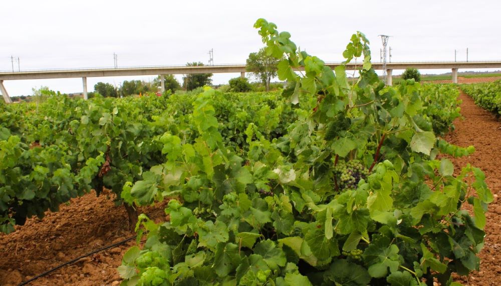 Agricultura abona 104,1M corresponents a la Sol·licitud Única de la PAC 2024