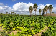 Un estudi pioner en la finca Sinyent produïx tabac sense nicotina i amb compostos farmacològics