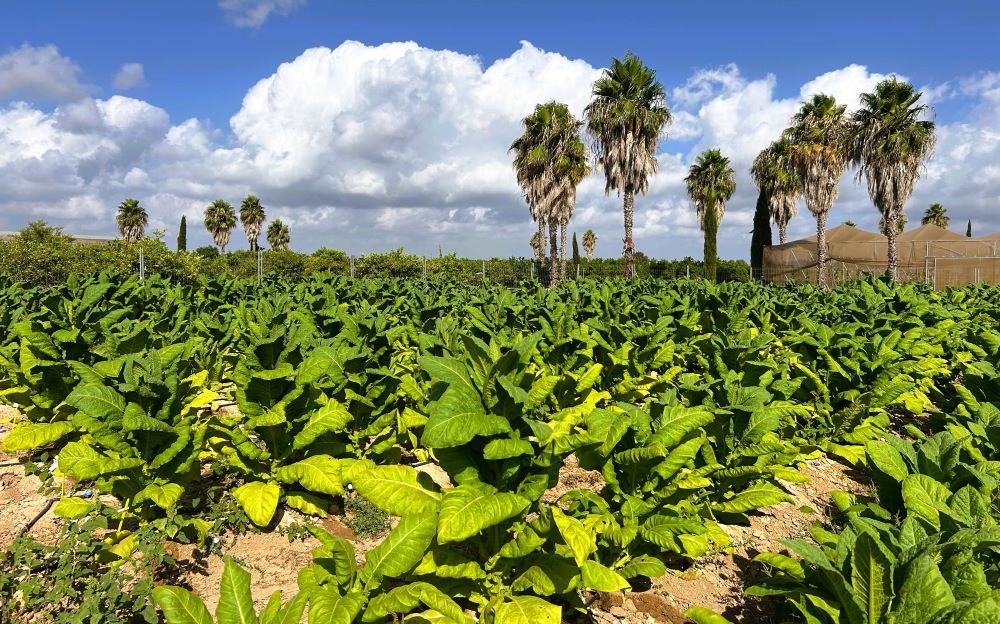 Un estudi pioner en la finca Sinyent produïx tabac sense nicotina i amb compostos farmacològics