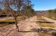 L'IVIA aposta pel reg deficitari controlat en l'olivar per a optimitzar l'aigua sense reduir la producció