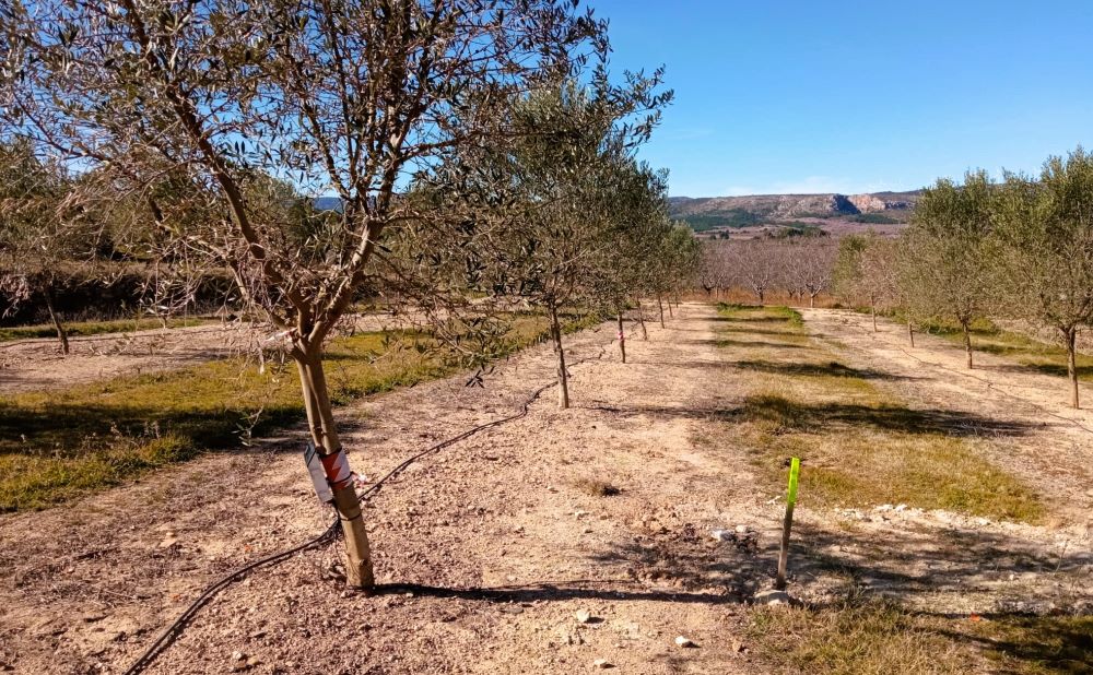 L'IVIA aposta pel reg deficitari controlat en l'olivar per a optimitzar l'aigua sense reduir la producció