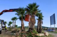 La Regidoria d'Obres i Serveis de Vinaròs adequa el parc caní de la Paret Blanca