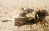 AVA-ASAJA alerta que els atacs de voltors al bestiar s'estenen de Castelló als Serrans