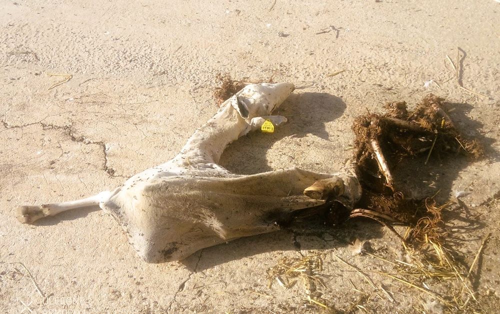 AVA-ASAJA alerta que els atacs de voltors al bestiar s'estenen de Castelló als Serrans