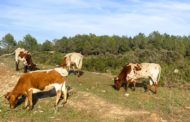 AVA-ASAJA destaca que nous estudis sobre la ramaderia reduïxen el seu impacte ambiental a la mitat