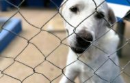 La Generalitat destina més d'1M per a la protecció animal i la conservació de la biodiversitat