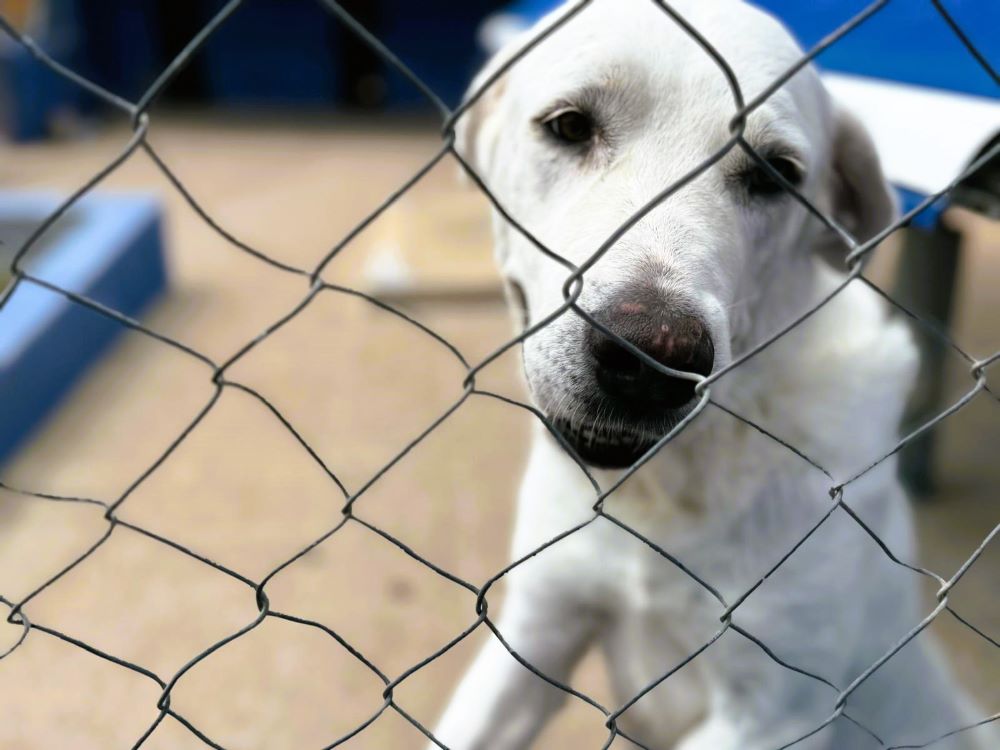 La Generalitat destina més d'1M per a la protecció animal i la conservació de la biodiversitat