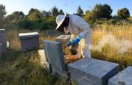 Agricultura destina 1,86M en ajudes dirigides a les explotacions apícoles en 2025