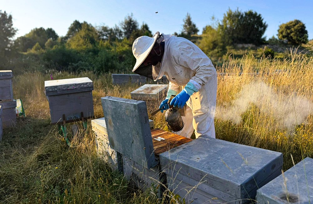 Agricultura destina 1,86M en ajudes dirigides a les explotacions apícoles en 2025
