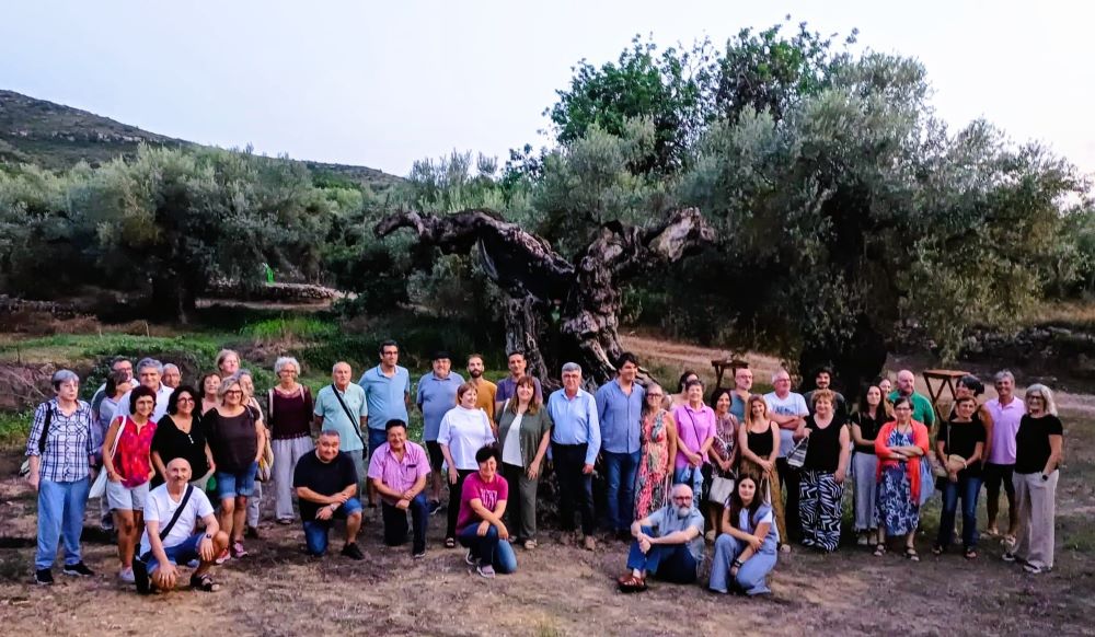 Ulldecona dona una nova vida a una olivera mil·lenària morta
