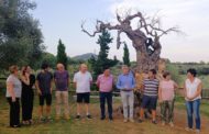 Nova vida a l’olivera mil·lenària morta de La Jana