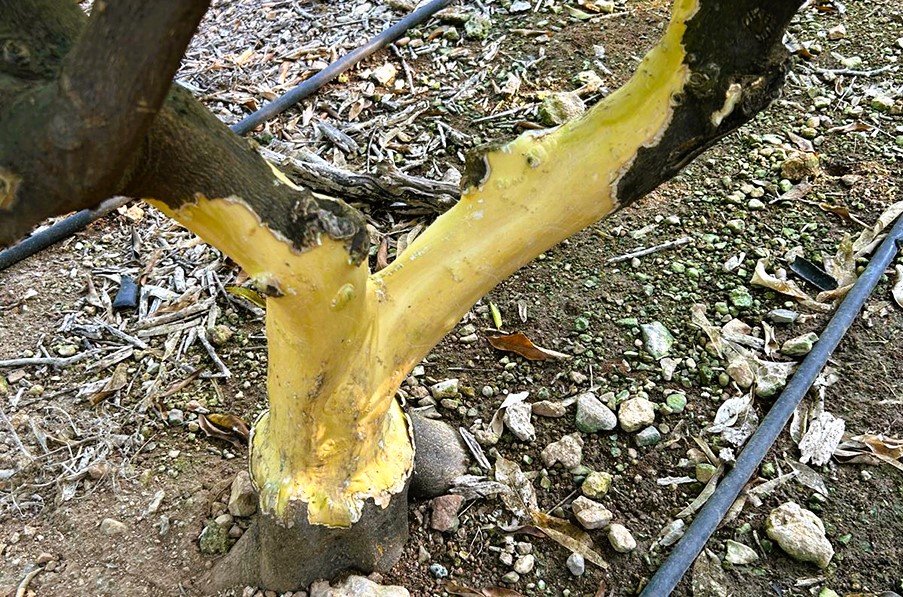 AVA-ASAJA alerta d'una multiplicació extraordinària de conills que agreuja els danys al camp