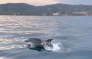 Medi Ambient registra una presència continuada de dofins al voltant d'Irta entre Peníscola i Alcossebre