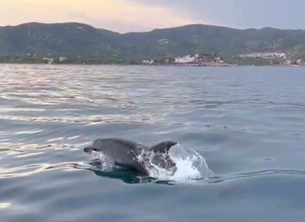 Medi Ambient registra una presència continuada de dofins al voltant d'Irta entre Peníscola i Alcossebre