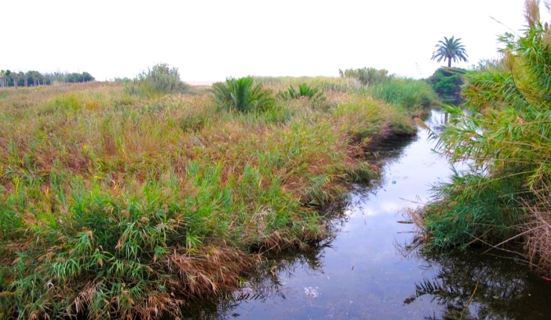 El PP de Benicarló exigix a la CHX la canalització de la rambla d'Alcalà «per evitar inundacions»