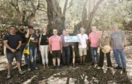 El Territori Sénia i la Serra de Tramuntana, units per les Oliveres Mil·lenàries