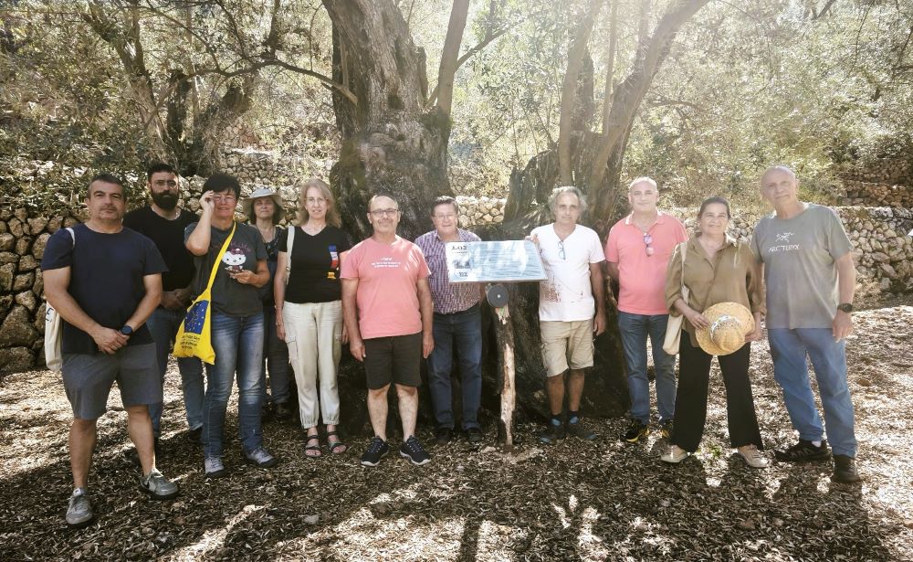 El Territori Sénia i la Serra de Tramuntana, units per les Oliveres Mil·lenàries