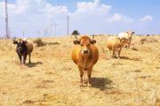 La GVA destina 9,8M per a facilitar la incorporació de joves i nous agricultors i ramaders