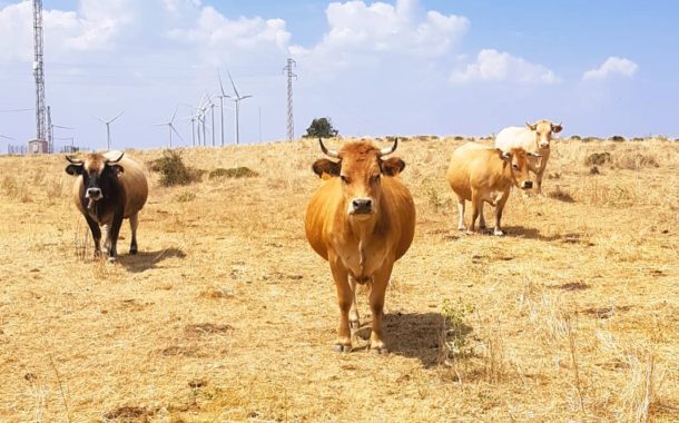 La GVA destina 9,8M per a facilitar la incorporació de joves i nous agricultors i ramaders