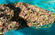 La CE notifica ametles dels EUA amb el triple d'aflatoxines del nivell màxim permés