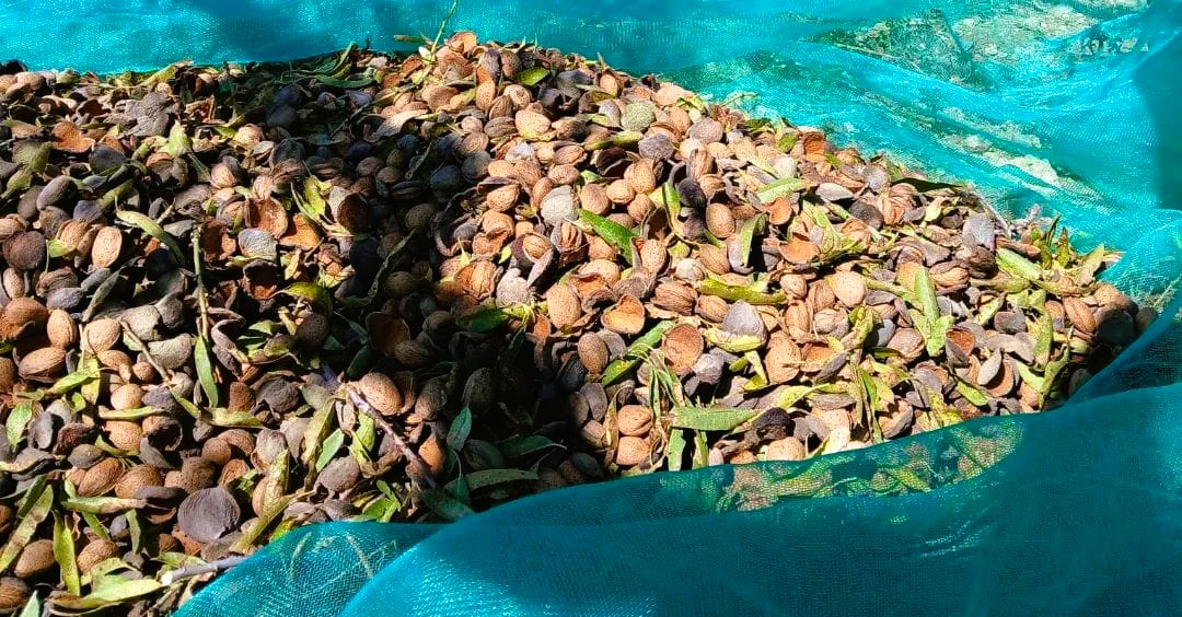 La CE notifica ametles dels EUA amb el triple d'aflatoxines del nivell màxim permés