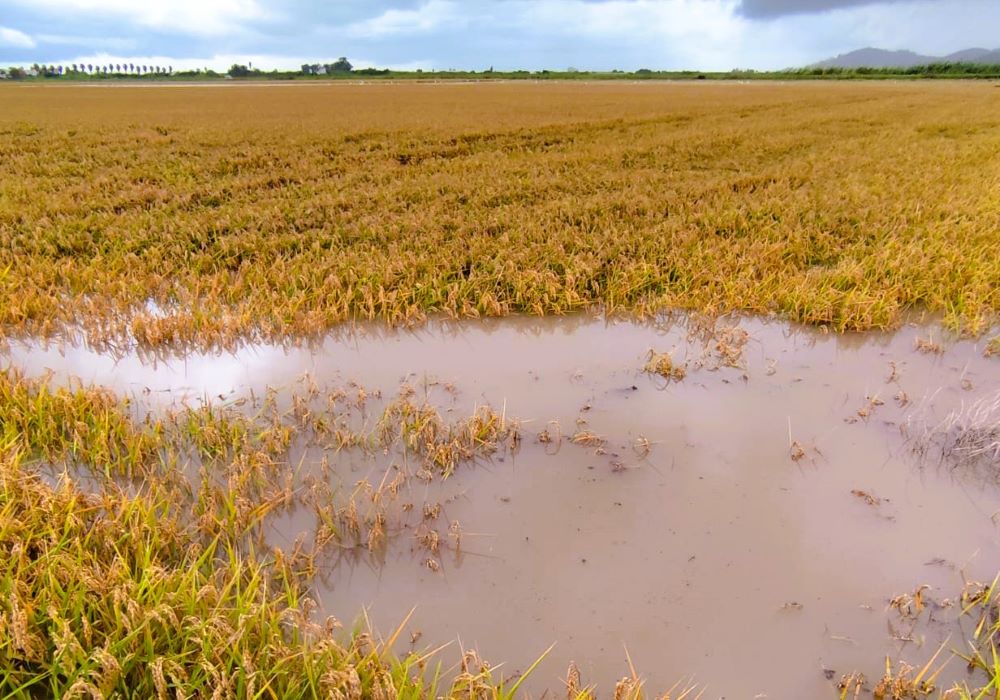 AVA-ASAJA: «Les pluges causen danys puntuals però en principi són positives per a l'agricultura valenciana»