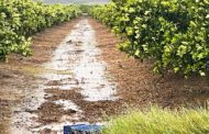 Màxima preocupació en l'agricultura valenciana per les pluges torrencials i granís