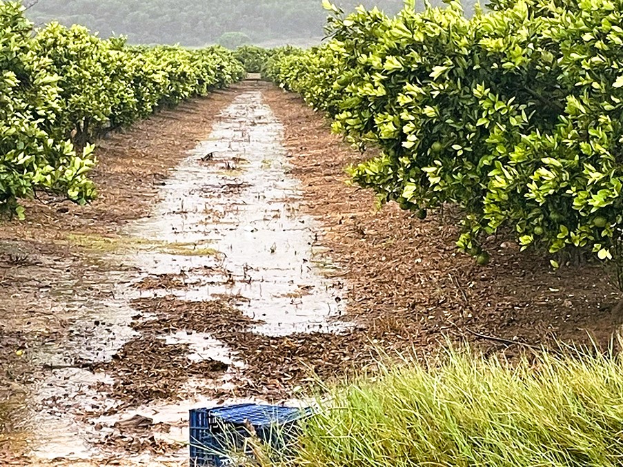 Màxima preocupació en l'agricultura valenciana per les pluges torrencials i granís