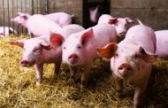 AVA-ASAJA acusa la UE de sacrificar el sector porcí pels aranzels als elèctrics xinesos