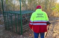 Les gàbies-trampa instal·lades a Benicarló han permés capturar 82 senglars en un any