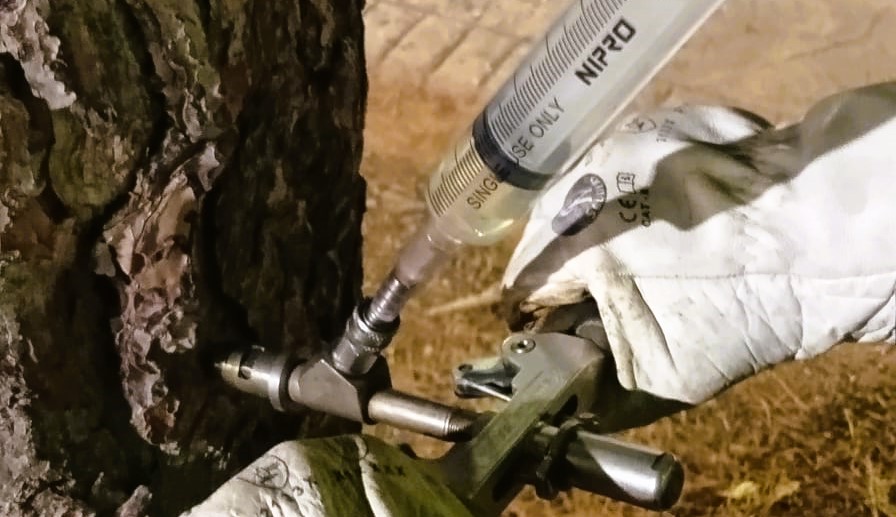 L'Ajuntament de Peníscola inicia els tractaments contra la processionària