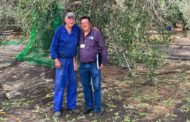 Comença la collita 2025 de la Marca de Garantia Oli Farga Mil·lenària