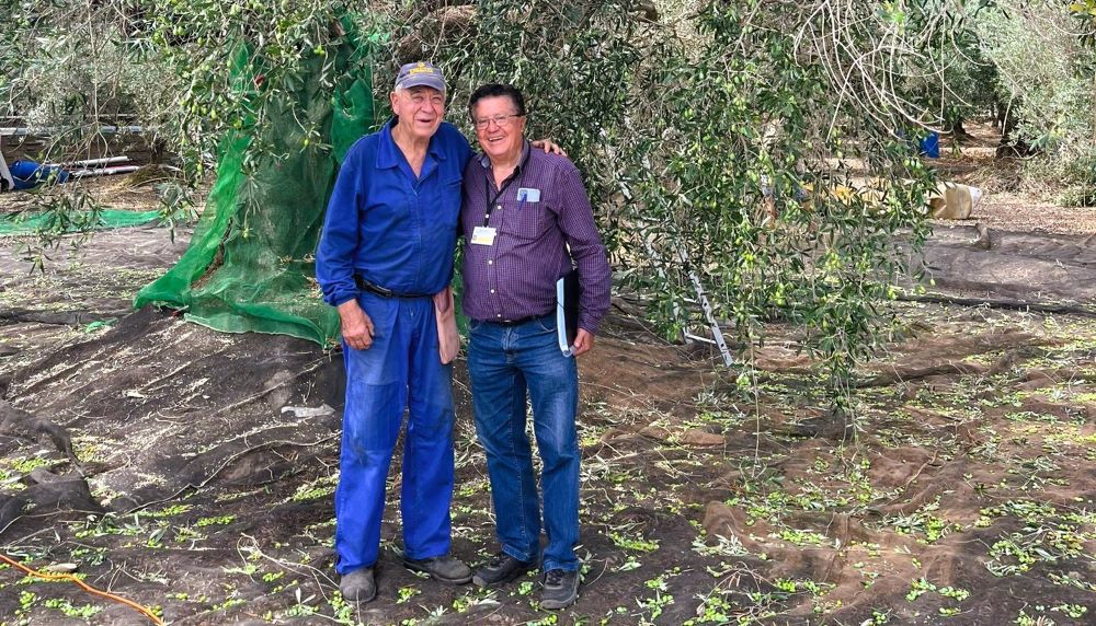 Comença la collita 2025 de la Marca de Garantia Oli Farga Mil·lenària