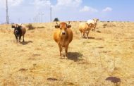 Sis granges valencianes d'AVA-ASAJA participen en un projecte europeu per a frenar la desertificació