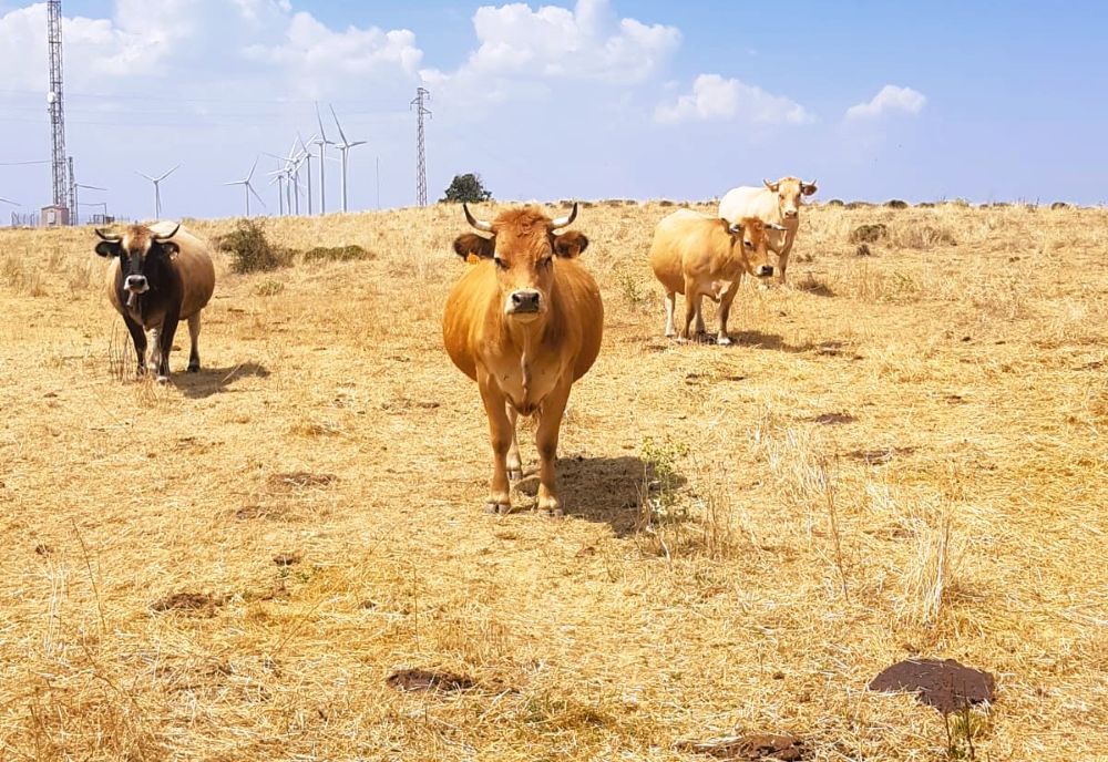Sis granges valencianes d'AVA-ASAJA participen en un projecte europeu per a frenar la desertificació