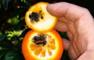 AVA-ASAJA exigix la revisió del tractament en fred de Sud-àfrica després veure falsa arna en taronges