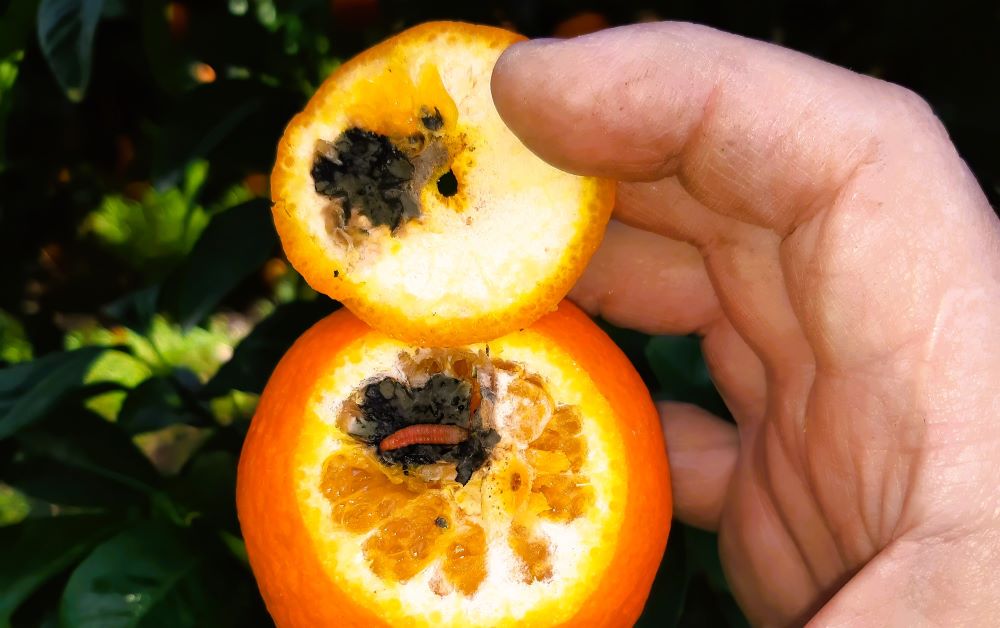 AVA-ASAJA exigix la revisió del tractament en fred de Sud-àfrica després veure falsa arna en taronges